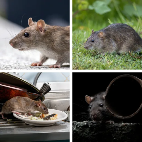 Prévention contre les rats et souris dans les Hauts-de-Seine