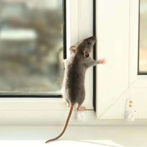 Où se caché un rat dans une maison ? 10 endroits surprenants !